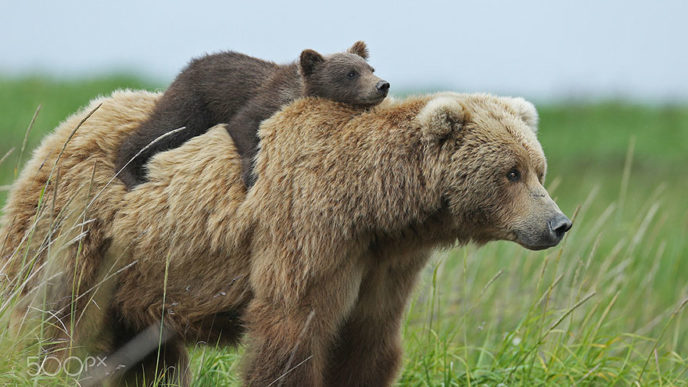 Mother bear cubs animal parenting 21 57e3a2161d7f7__880.jpg