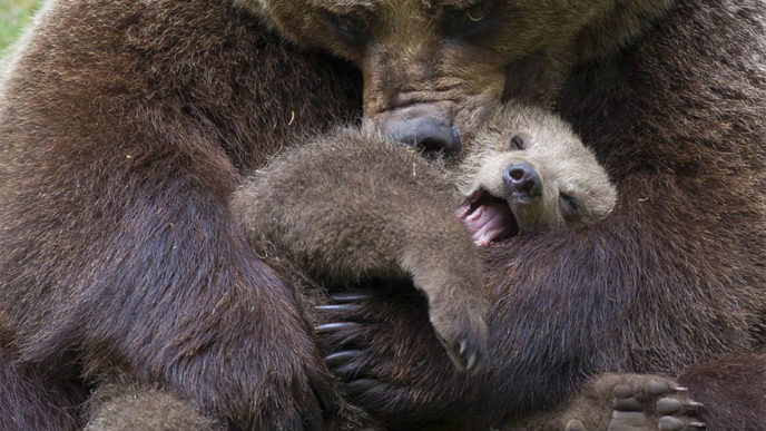 Mother bear cubs animal parenting 45 57e3c999e1c30__880.jpg