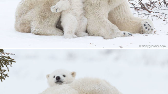 Mother bear cubs animal parenting 48 57e3cb3b33c8d__880.jpg