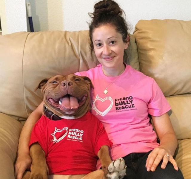 Rescued smiling pitbull meaty 1.jpg