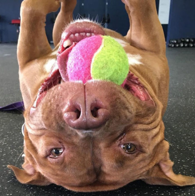 Rescued smiling pitbull meaty 2.jpg