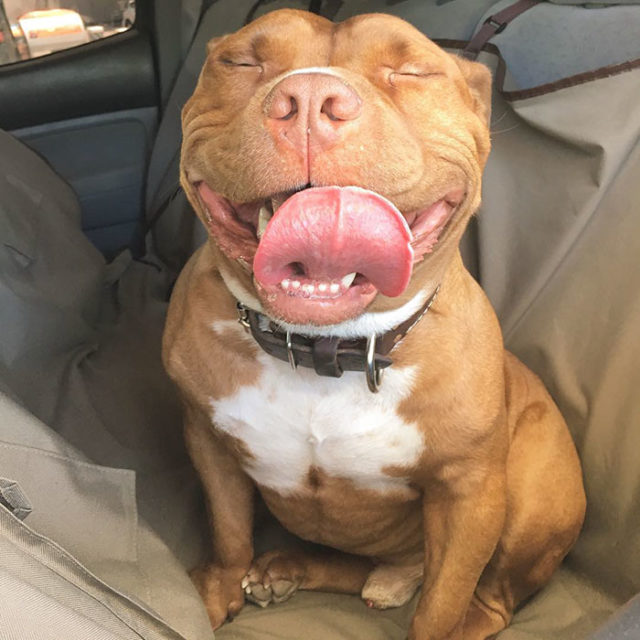Rescued smiling pitbull meaty 21.jpg