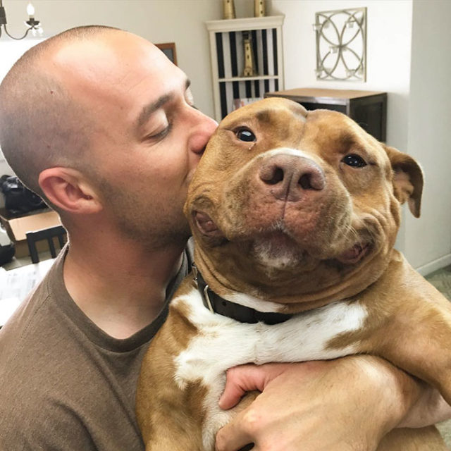 Rescued smiling pitbull meaty 23.jpg