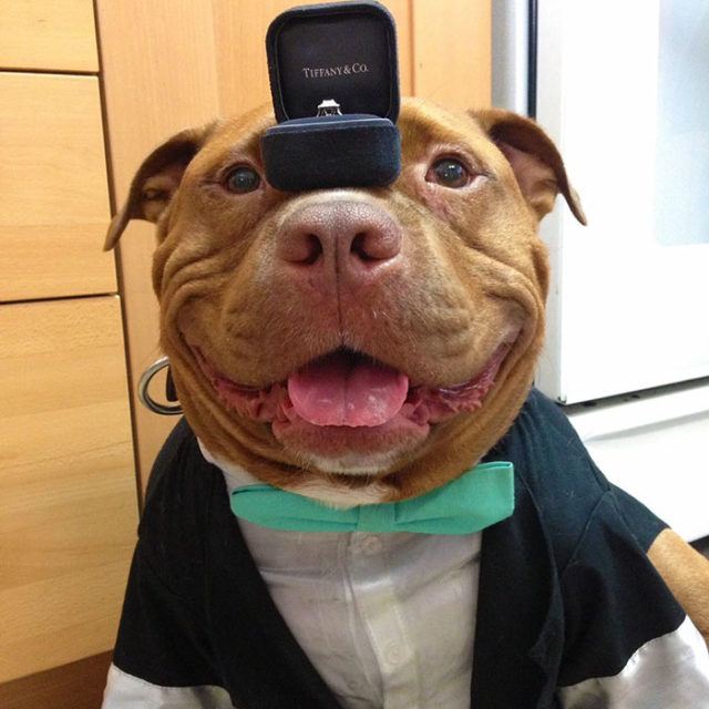 Rescued smiling pitbull meaty 9.jpg