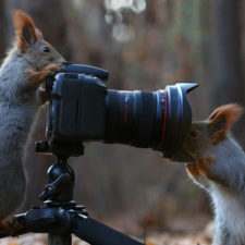 Squirrel photography russia vadim trunov 13.jpg