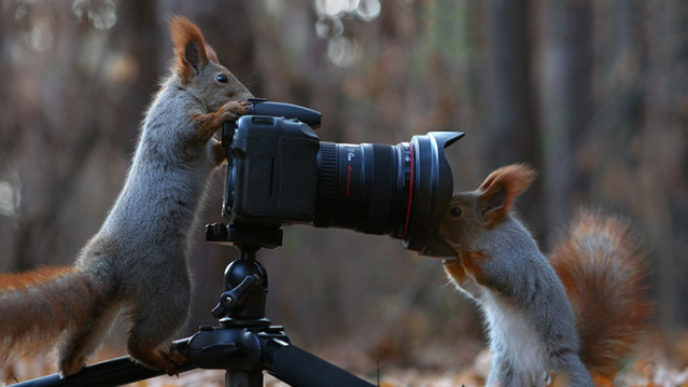 Squirrel photography russia vadim trunov 13.jpg