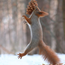 Squirrel photography russia vadim trunov 14.jpg
