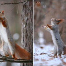 Squirrel photography russia vadim trunov 15.jpg