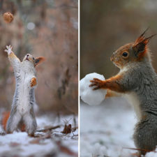 Squirrel photography russia vadim trunov 17.jpg