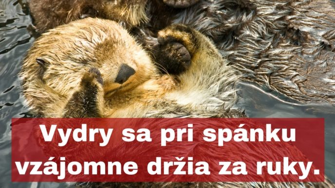 Vydry sa pri spanku vzajomne drzia za ruky..jpg