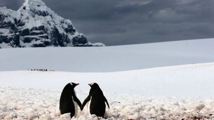 1002705 900 1449753517 at 111213 penguins holding hands whalen 1.jpg
