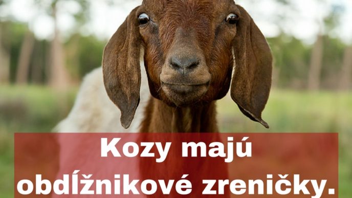 Kozy maju obdlznikove zrenicky..jpg