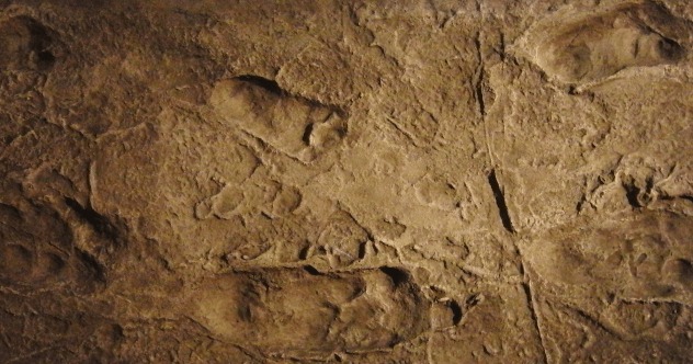 https://commons.wikimedia.org/wiki/File:Laetoli_footprints_replica.jpg