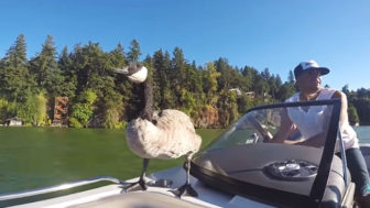 Man rescues drowning gosling oregon 1.jpg