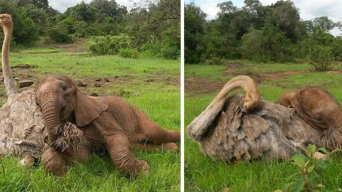 Ostrich snuggles orphaned elephants coverimage.jpg