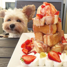 Rescue dog restaurants food instagram popeyethefoodie 30 581058119e569__700.jpg