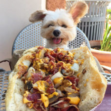 Rescue dog restaurants food instagram popeyethefoodie 37 5810582525ace__700.jpg