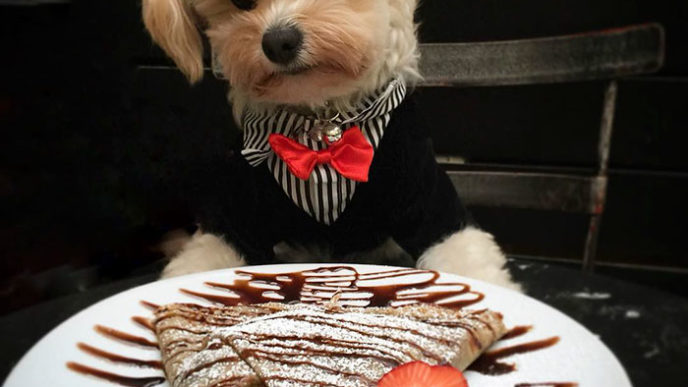 Rescue dog restaurants food instagram popeyethefoodie 49 5810584184fcd__700.jpg