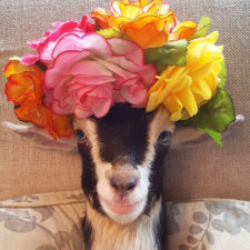 Rescue goat duck costume goats of anarchy polly leanne lauricella 13.jpg