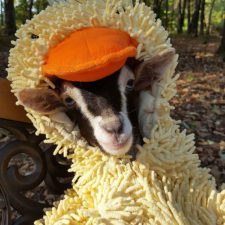 Rescue goat duck costume goats of anarchy polly leanne lauricella 16.jpg
