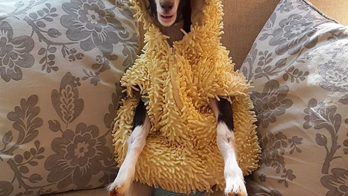 Rescue goat duck costume goats of anarchy polly leanne lauricella 17.jpg