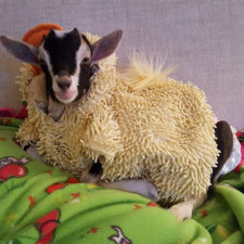 Rescue goat duck costume goats of anarchy polly leanne lauricella 9.jpg
