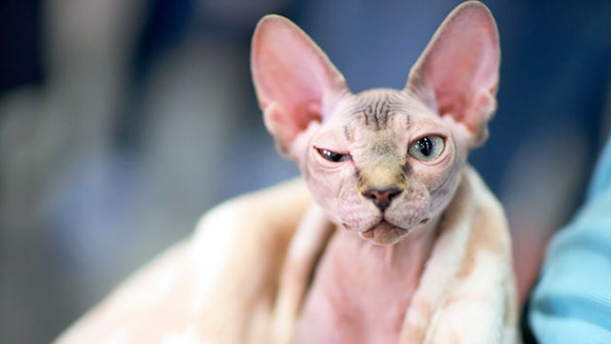 Shaved kittens sold sphynx cats 5.jpg