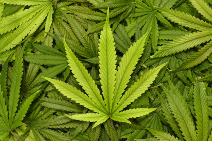 http://www.thinkstockphotos.com/image/stock-photo-marijuana-leaf-close-up-with-texture/503022286/popup?sq=Cannabis/f=CPIHVX/s=DynamicRank