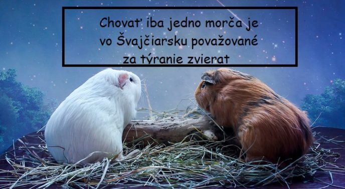 Two romantic guinea pigs in love