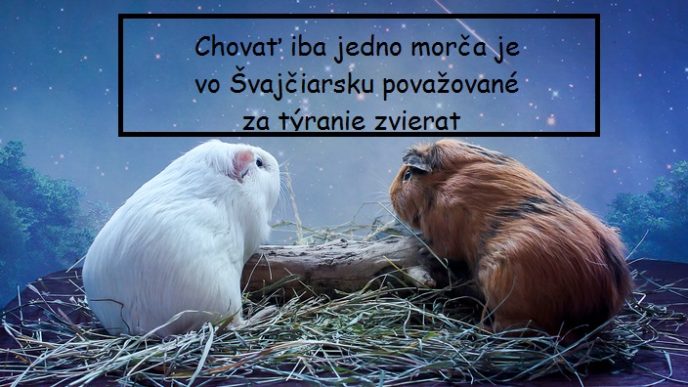 Two romantic guinea pigs in love