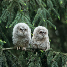 Two Owlets on Branch