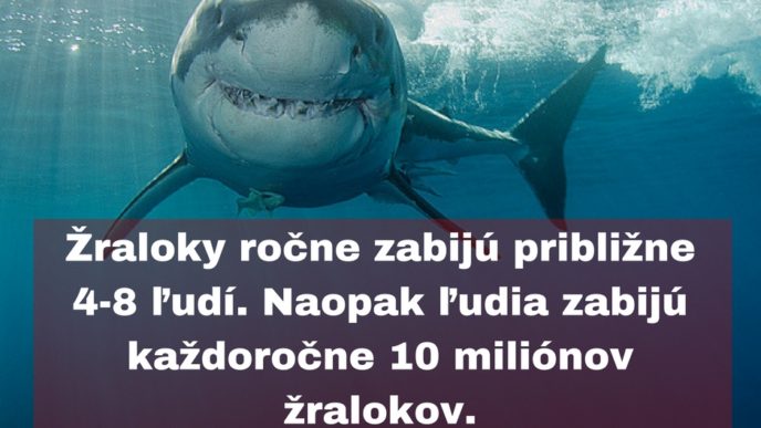 Zraloky rocne zabiju priblizne 4 8 ludi. naopak ludia zabiju kazdorocne 10 milionov zralokov..jpg