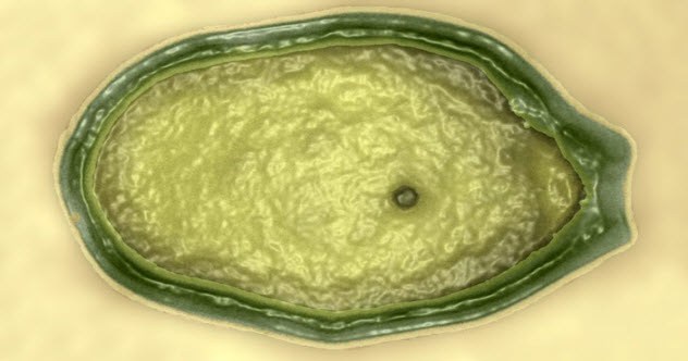 http://www.sci-news.com/biology/science-pandoravirus-giant-01253.html