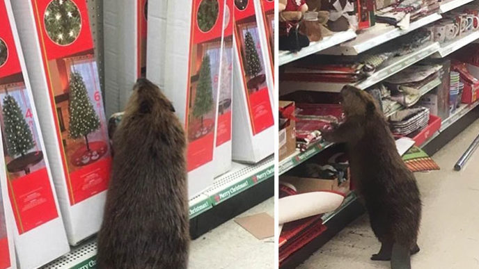 Beaver dollar store christmas tree shopping coverimage new.jpg