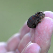 Cute baby chameleons 582585091b340__700.jpg