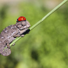 Cute baby chameleons 58302806509ed__700.jpg