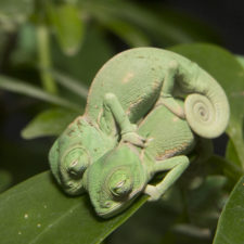 Cute baby chameleons 583436cec3472__700.jpg