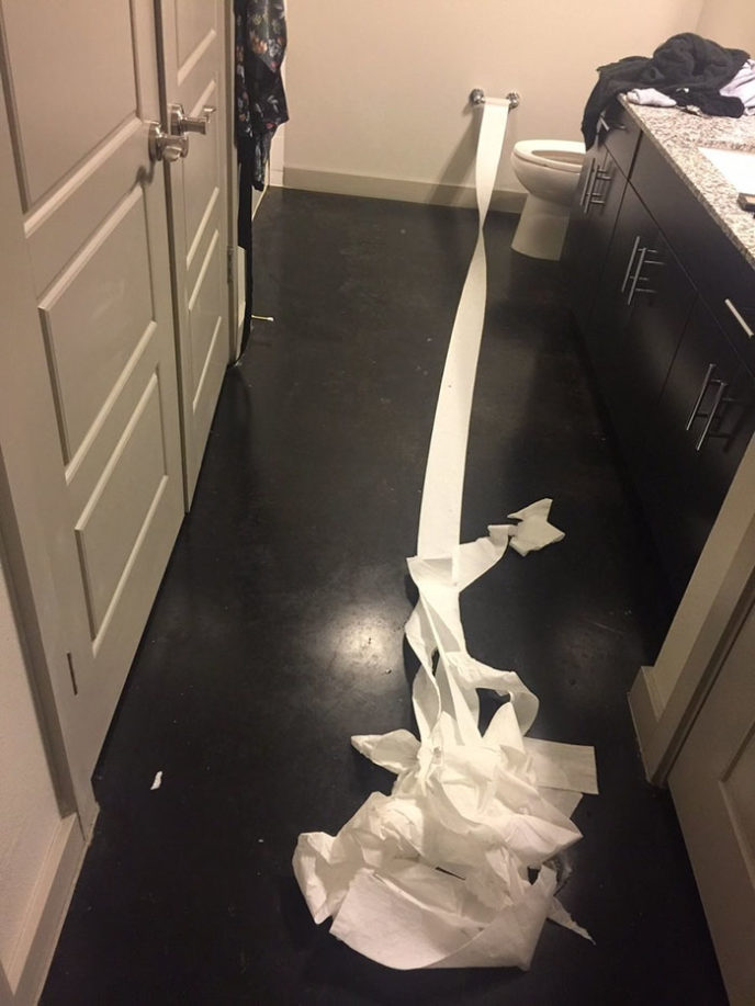 Dog cleans pee toilet paper pablo 5.jpg
