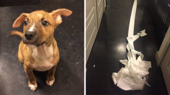 Dog cleans pee toilet paper pablo coverimage.jpg
