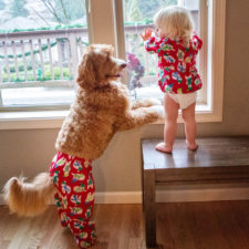Foster child labradoodle dog book buddy reagan 14.jpg