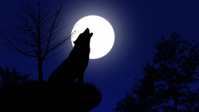 Howling wolf