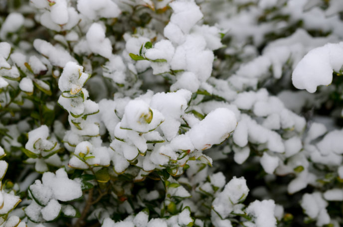 http://www.thinkstockphotos.com/search/#snow and Gardening/f=CPIHVX/s=DynamicRank