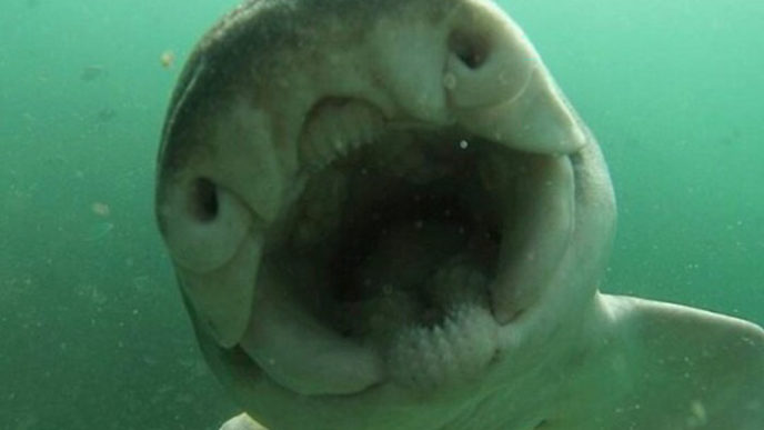 Diver cuddles shark rick anderson australia 8.jpg
