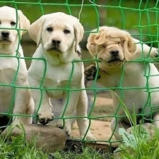 Dog fails 105 58650e1e4741f__605.jpg