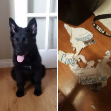 Dog fails 77 584e7ae249abf__605.jpg