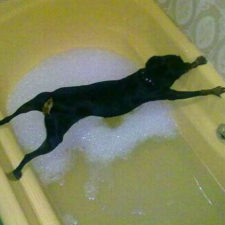 Dog fails 77 584e7c279bfac__605.jpg