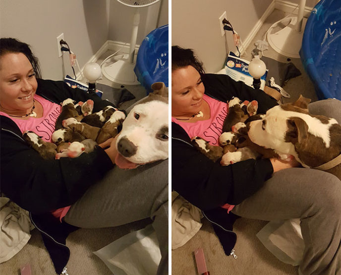 Dog gives 11 puppies foster mom 4.jpg