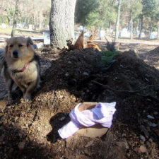 Dog visits owner grave every day cesur 10.jpg