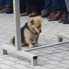 Dog visits owner grave every day cesur 12.jpg