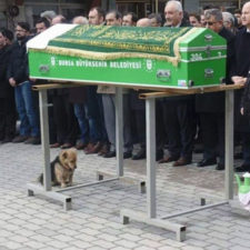 Dog visits owner grave every day cesur 2.jpg